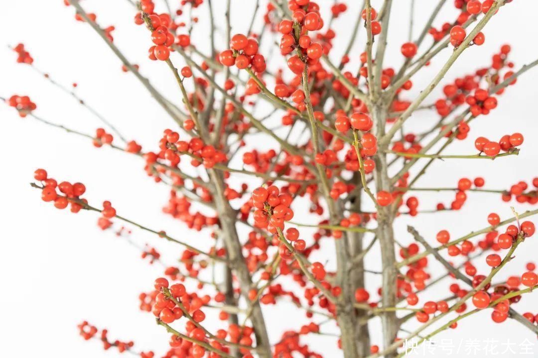 农村当柴烧的花，原来可以当盆景，给一千块也不卖