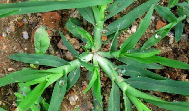 祛湿|忠告路边遇见此野草,一定要拔回家,功效多,看到就是赚到