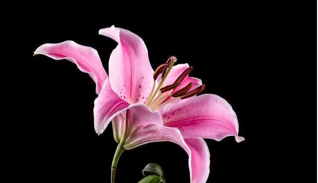 自带灵气的花,花开迎富贵,愿2021年心想事成