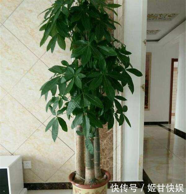 电视柜旁边,养什么花,3种选一个,格调高,寓意好,人气旺