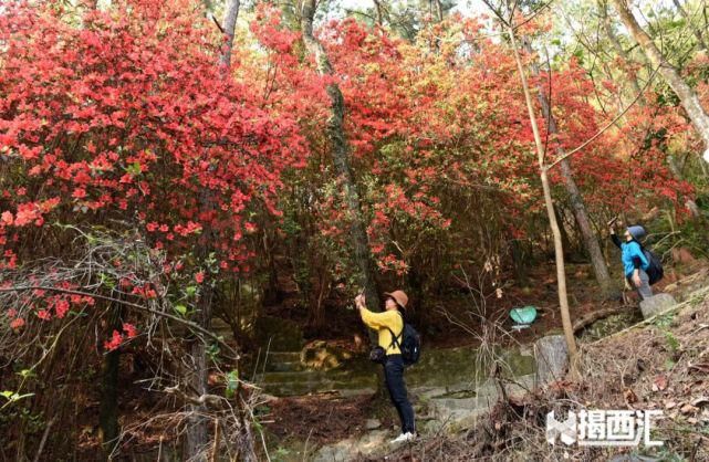 龙山杜鹃怒放，赏花正当时，点缀揭西的绿水青山