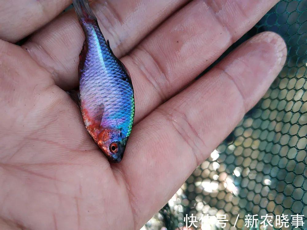 河蚌|很苦的小鱼,俗称“苦屎片”,农村小河一捞一大桶,如今5元1条