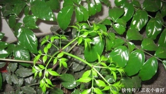 花儿谷|幸福树这样养, 粗枝大叶, 四季绿油油!