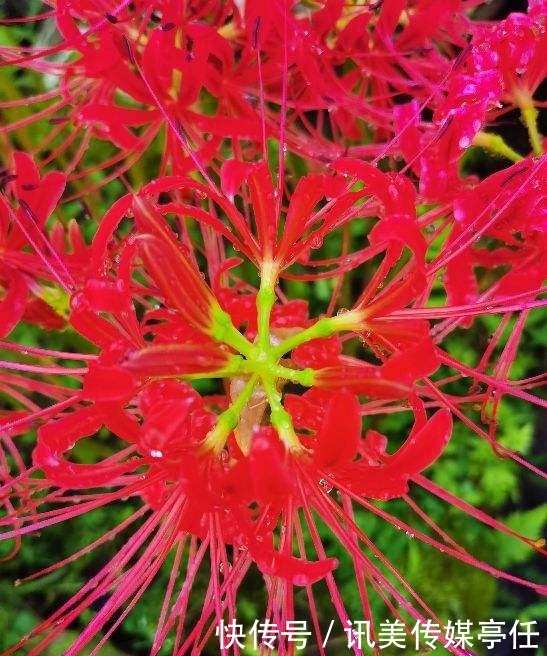 神秘的彼岸花 开花不见叶 现在养护的人很多 粉紫色 神秘的彼岸花 开花不见叶 现在养护的人很多 粉紫色