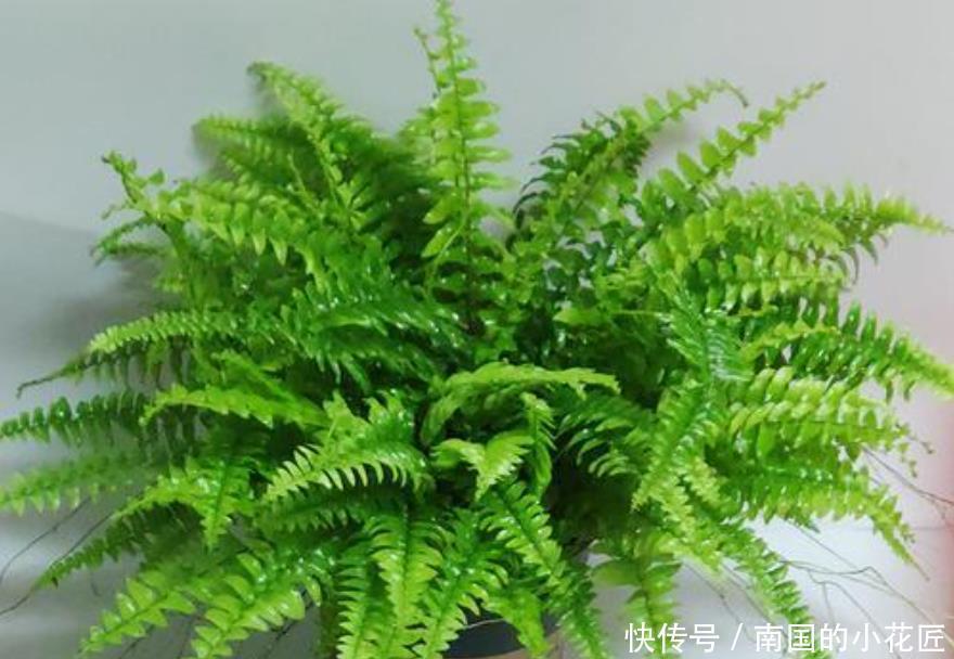 绿萝|6种花冬季不要晒太阳，它喜荫怕晒，卧室卫生间这些地方最合适！