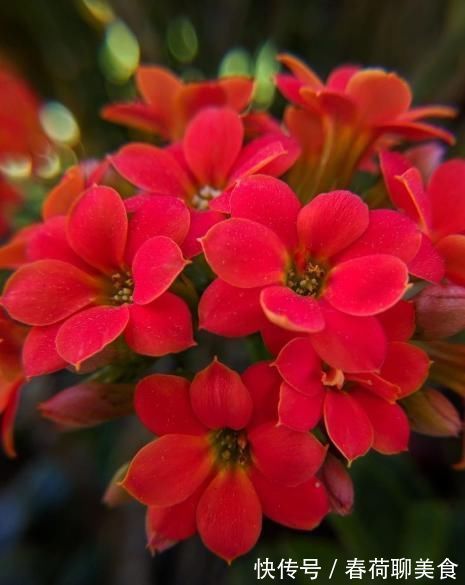 花期长好养护的长寿花,居然有这么多品种,真的美极了!