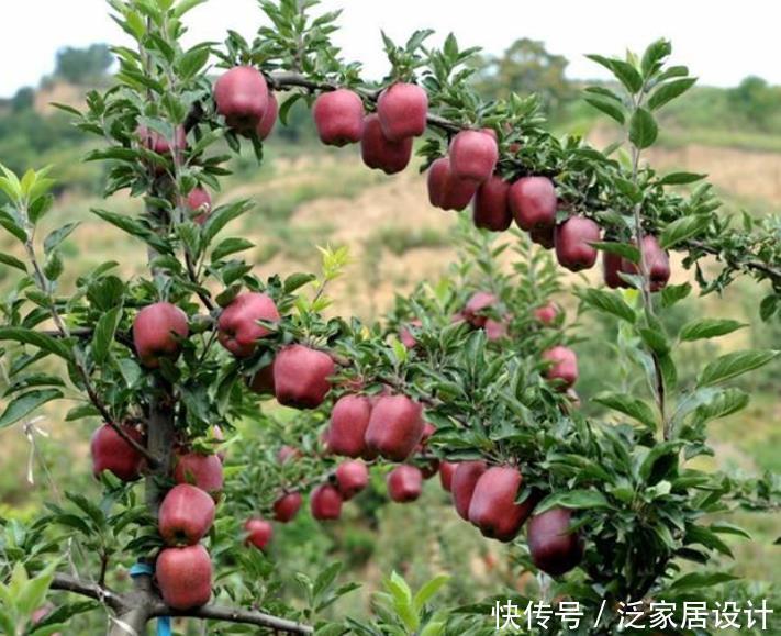 院子别只养花,栽些果树,好看好养活,家有院子的福音