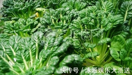 黑菜|农村一种野菜像“莲花座”,农民称它植物维生素,在城市广受追捧