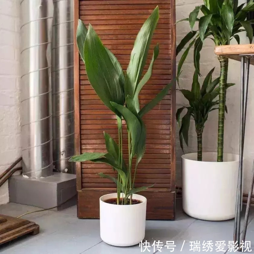 厕所再小，也要养盆吸味花，清除臭味、异味效果好