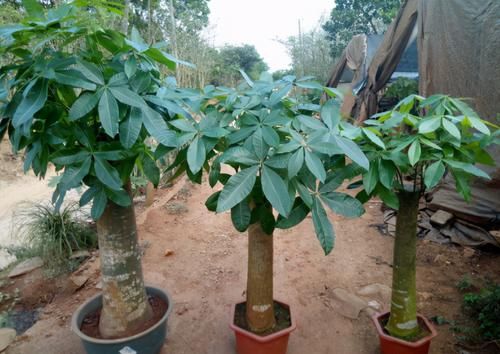 发财树烂根、叶片枯黄耷拉，养花人别灰心，调整这2点就好了