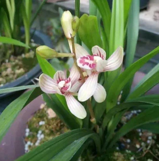 4种花是懒人的最爱,有阳光就爆盆,不仅花好看,名字也好听