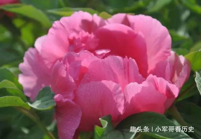 花形|此花色泽艳丽,花形丰满端正,如同一顶皇冠,引来嗅香的蝴蝶