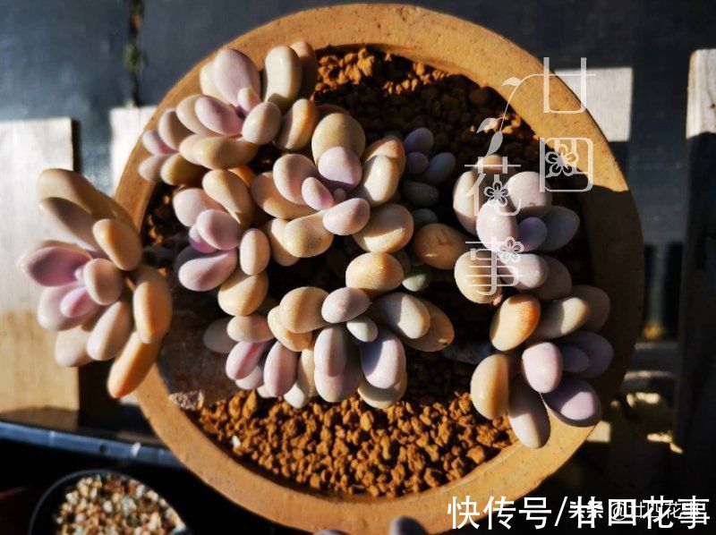 多肉“控养”有前提，“3要4不”别做反，错了变瘦，对了肥美