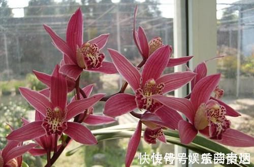 兰博会|获得4次金奖的兰花,开花后美艳动人,气味芳香,新老兰友都能养