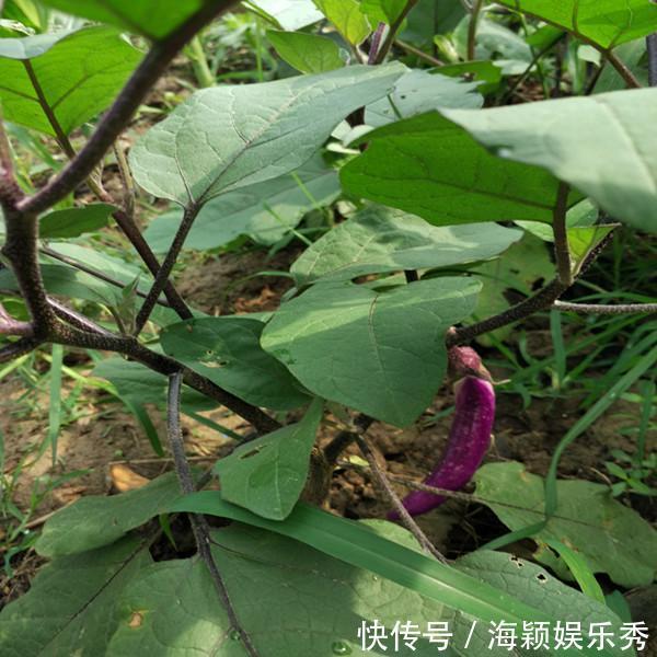 茄子做法,肉沫茄子,红烧茄子,凉拌茄子,家常菜,茄子种植技术