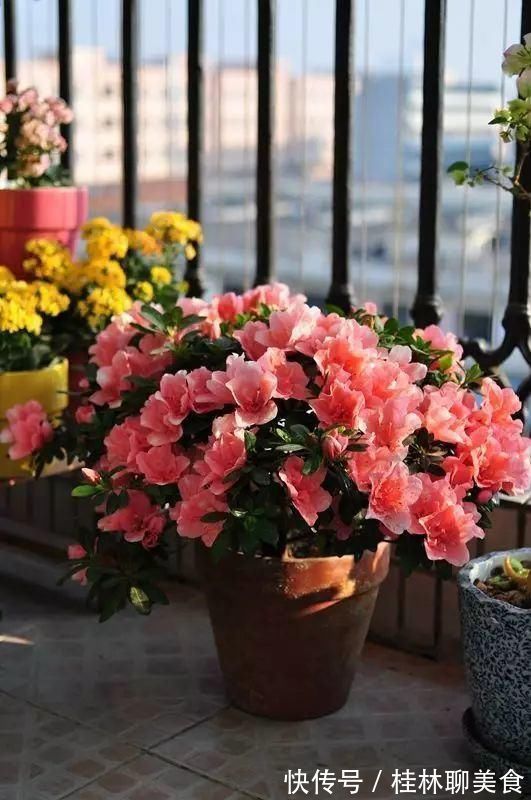 仙客来|4种花身材不大,花量却怪“吓人”,深秋花开一大片,美翻了