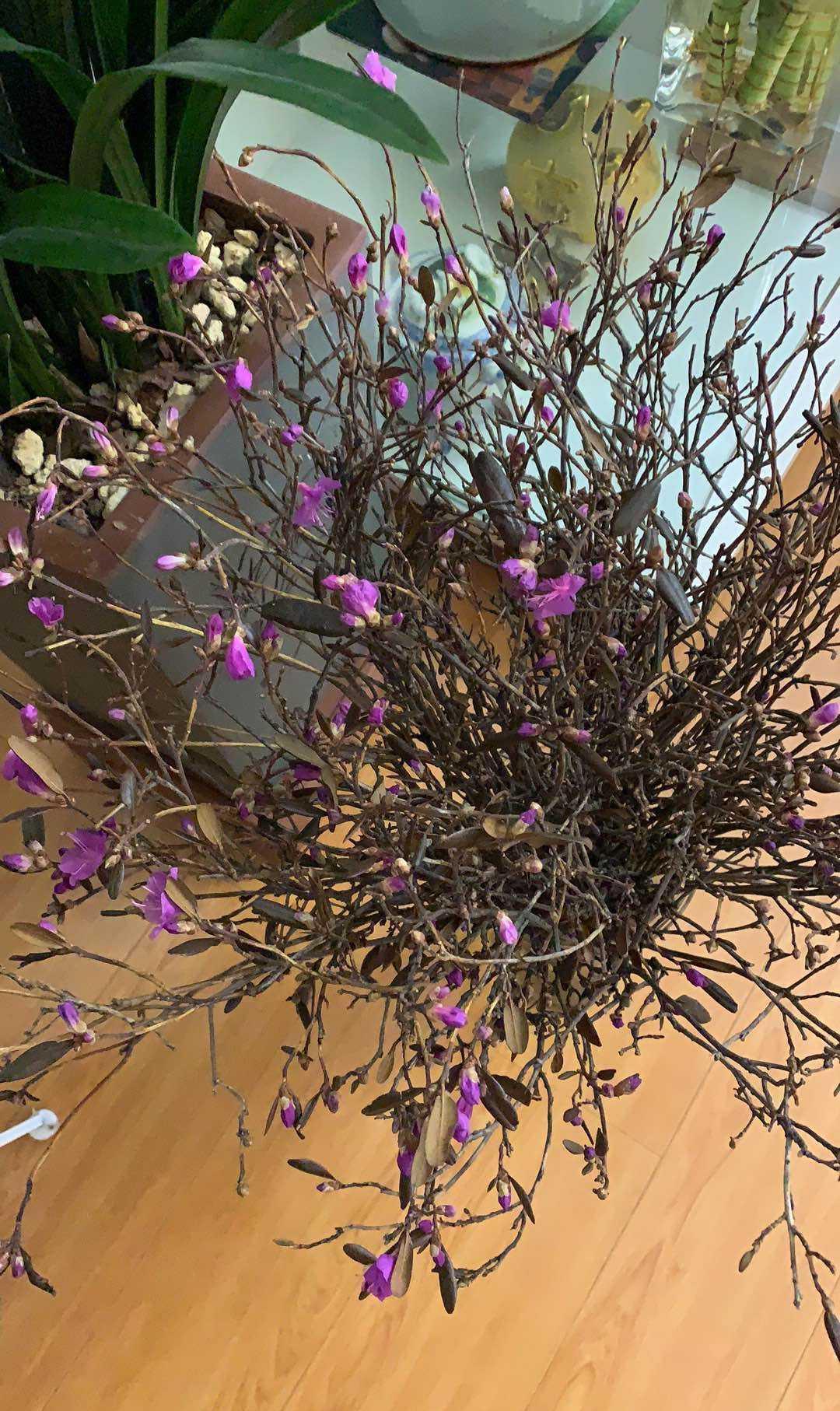 也别|残忍的“杜鹃花”,20年的“功力”,偷砍做干花,见到也别买