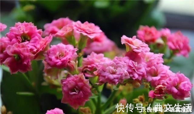 秋季|长寿花开花爆盆有秘诀，学会施肥就行了，砰砰开花全是花苞！
