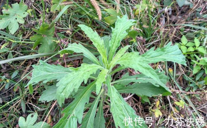 植物|此物名为“醉酒草”,是治疗肠胃“特效药”,路边就有,见了带走