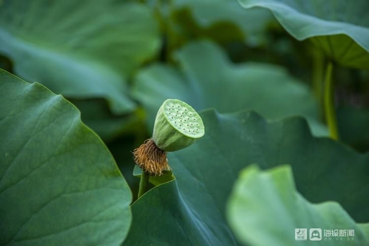 崔荔媛|【高清图集】新荷初露！烟台这片荷花惊艳了整个夏天