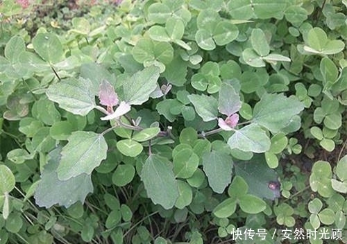 草本植物|盘点农村你不认识的野菜,都能叫出野菜名称你就是大神