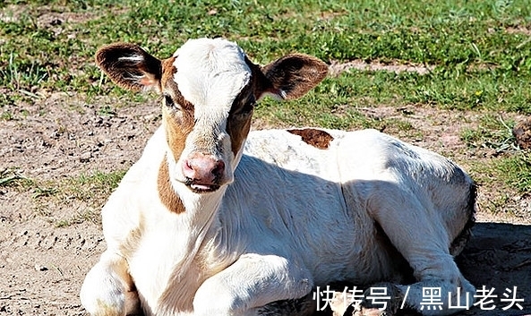 贵人|家中若有这三个生肖，10月必当贵人相助，财富翻倍，事业红红火火