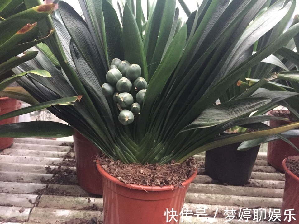 植株|养君子兰，了解4个“原则”，新叶整齐、翠绿，入冬长出花箭