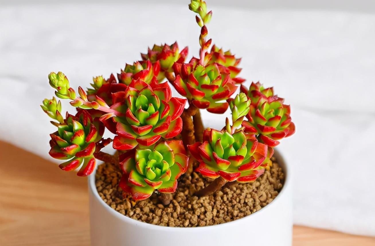 光照|多肉度夏难易招虫?选这3款普货盆栽,漂亮,还不用费神照顾