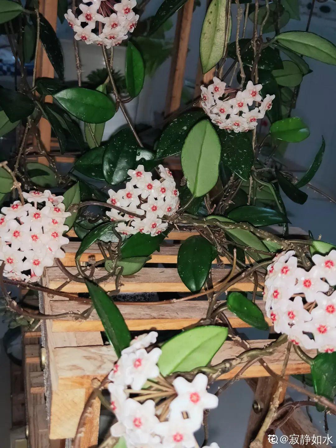 再穷也要养长寿花，寓意好、开花美，养人又养家！