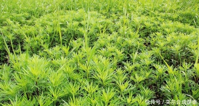 腊肉|长在水边的“艾草”,采一把回家配炒腊肉,美味又营养