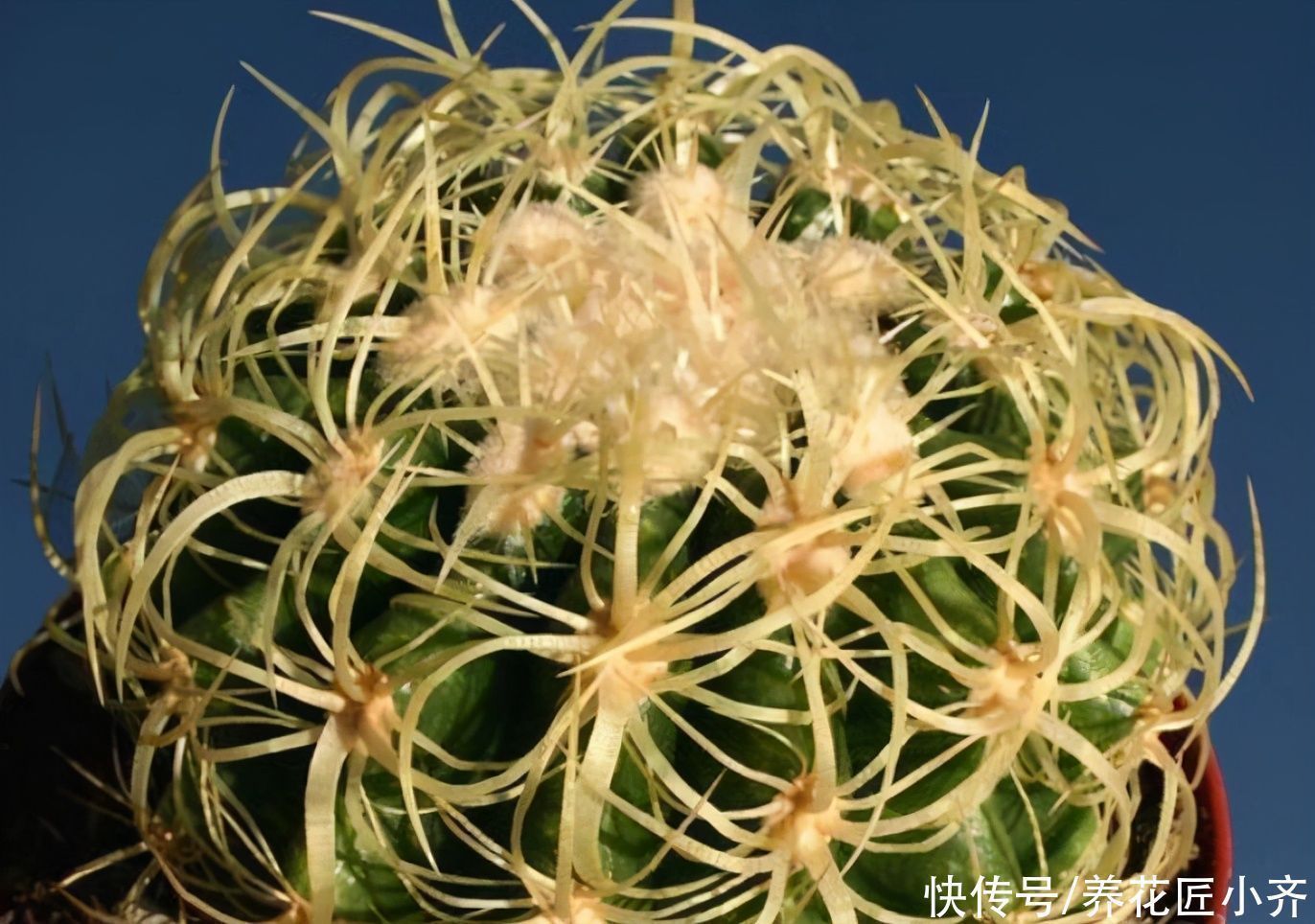 6种多肉看到它们开花,别着急剪掉,因为太难得,很少有人能见到