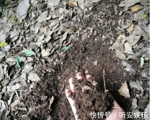 养花“3种”黄金土壤,不黄叶、不烂根,蹭蹭长爆盆,一学就会