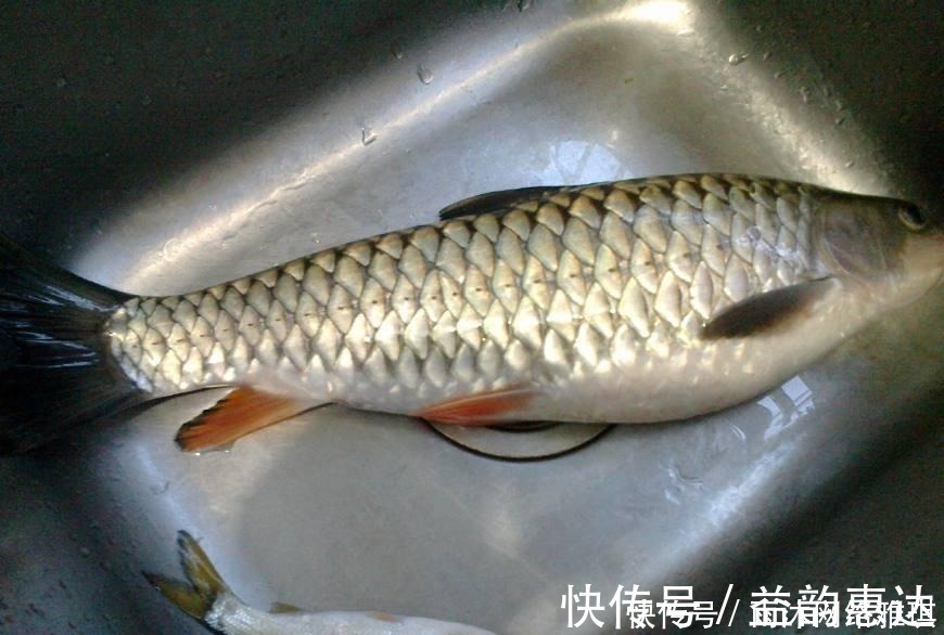 军鱼|山居老伯钓鱼,竹子做竿,蟑螂做饵,可钓的鱼一百一条