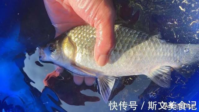 一到中午就停口该怎么办？频繁补窝是下策，教你一招打开鱼口