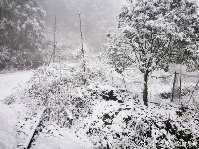 森林|湖南多地迎来2020年下半年来首场降雪 ·雪中的神秘森林