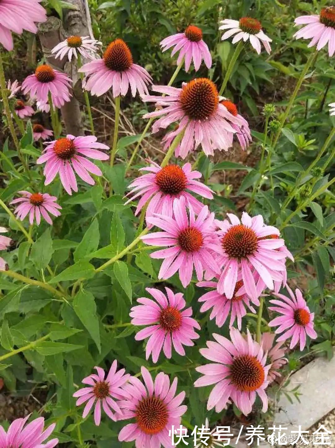 有院子的话,种这6种花,沾土就活一大片