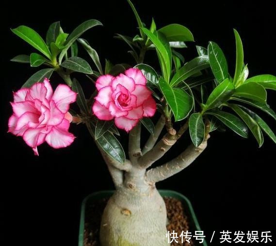 新手养沙漠玫瑰,满足它的“小爱好”,一盆养十年,年年开满花