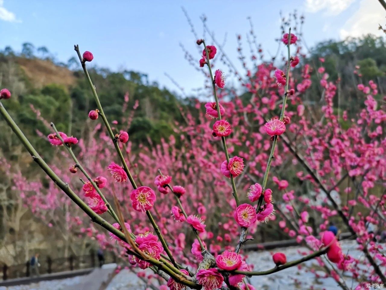 虞美人|赏傲骨寒梅