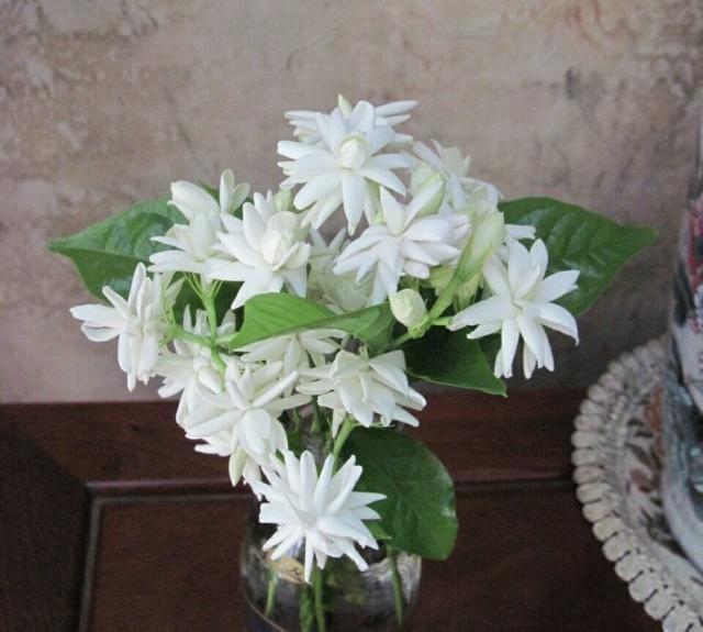 茉莉花的3个特性,养花大咖教你让茉莉花盆栽枝繁叶茂开花多