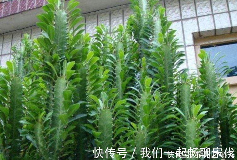 懒人花|俗话说:“勤人养鱼,懒人养花”,这6种花最适合懒人去养