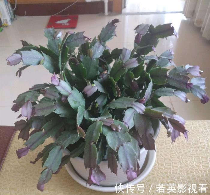 叶片|蟹爪兰度夏后叶片又薄又蔫，3招养厚叶片，秋花砰砰开爆盆！