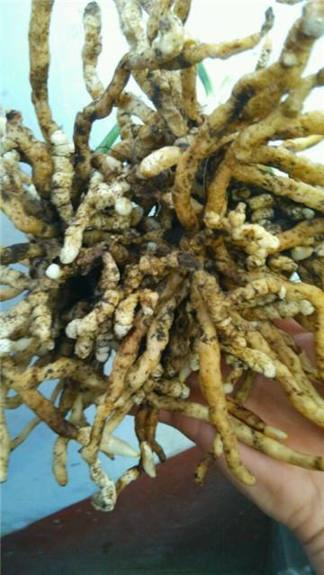 玉米全身是宝，用来养兰花，根系雪白粗壮，抽芽多，开花盛！