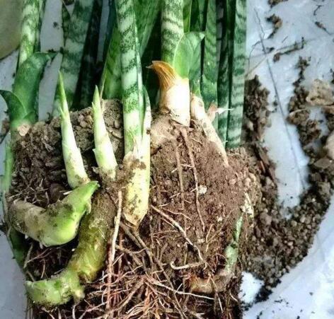 吴大妈养花有诀窍,家里虎皮兰、芦荟1人高,还能开花