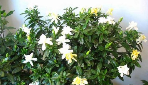 水家|比“雨水”浇花还好,这种水家家有,浇花不用施肥,百利无一害