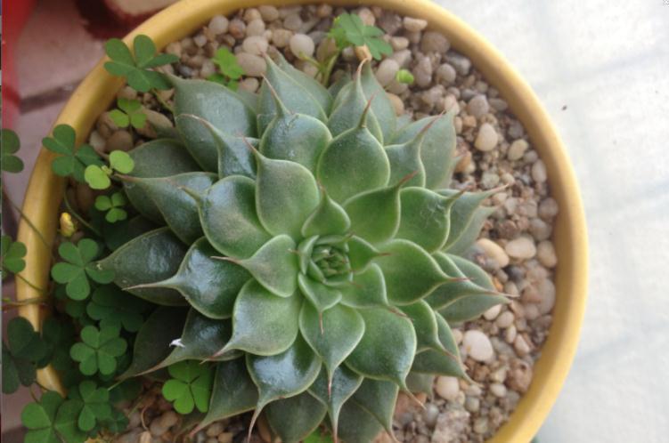 遵循这3大规则,冬天养多肉,家庭盆栽才不会出问题