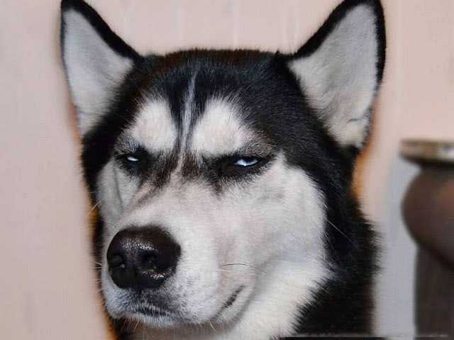 |精选段子:平生最讨厌阿谀奉承,溜须拍马的人