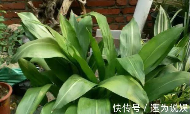 好看似兰花,比绿萝好养10倍,养盆一叶兰,年年挤爆盆