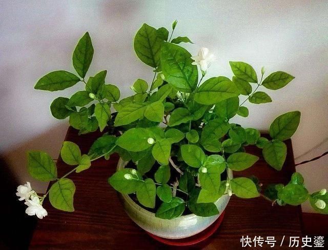 夏季|夏季养茉莉最合适,刚回家这样处理,不枯萎花量翻倍