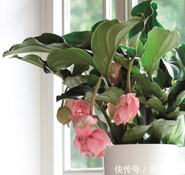  宝莲灯|送朋友一盆300块钱的花，结果被退回来了，一周成光杆，太难养了