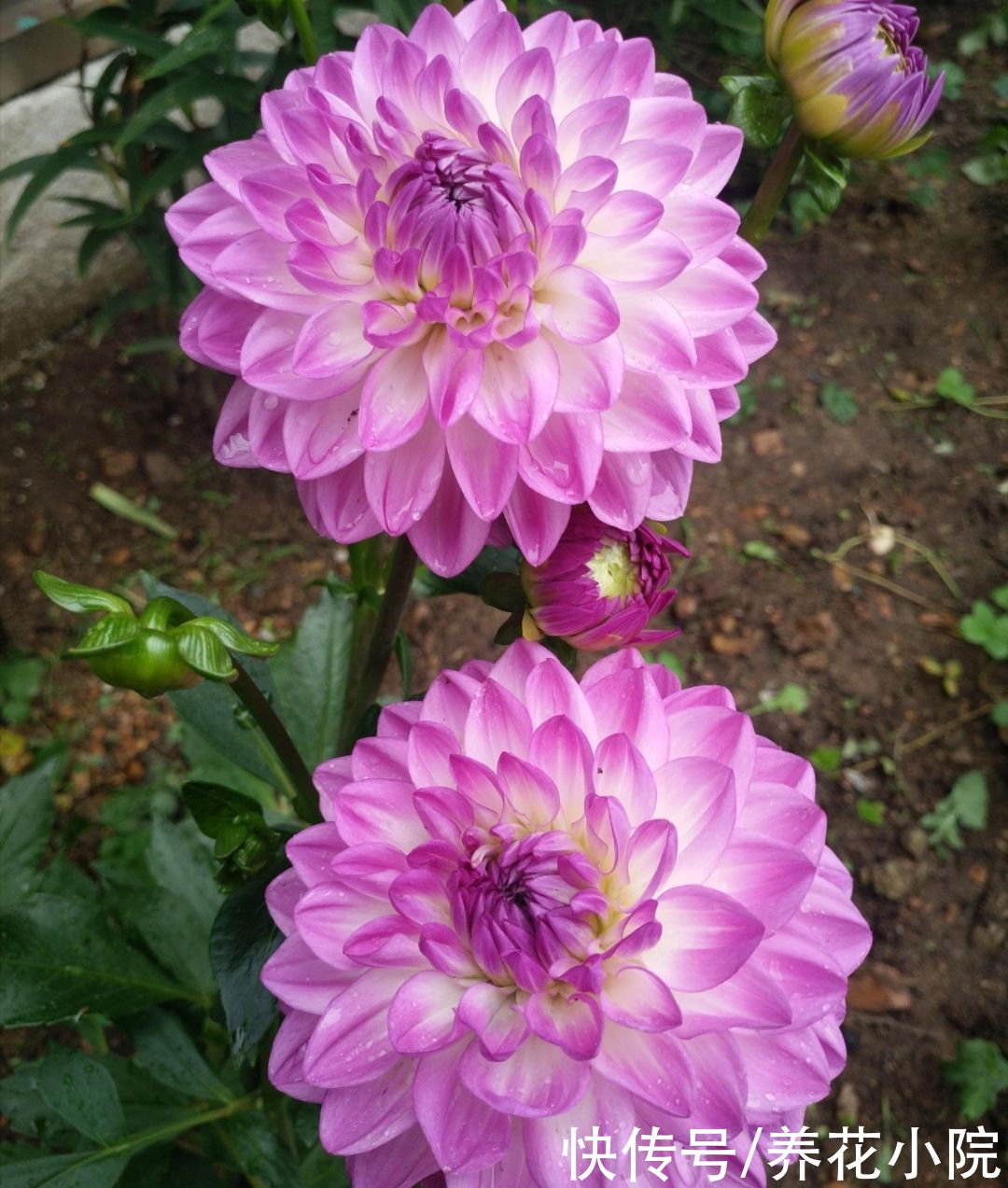 浇水|家有院子，养上几棵大丽花，花朵硕大，艳丽多姿